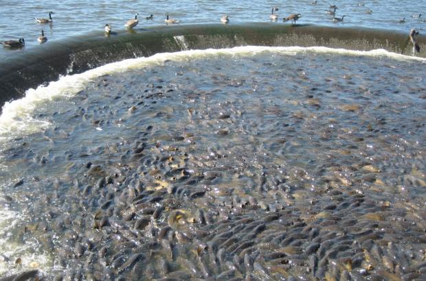 美國鯉魚成災(zāi)背后秘密揭秘，鯉魚泛濫與小巷獨(dú)特小店的故事