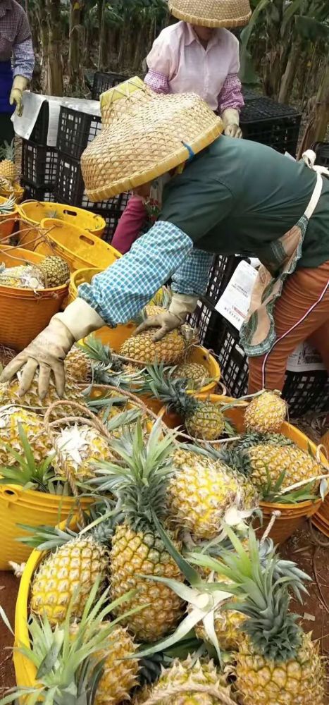 徐聞菠蘿最新價(jià)格及市場(chǎng)走勢(shì)分析，多方觀點(diǎn)解讀市場(chǎng)動(dòng)態(tài)