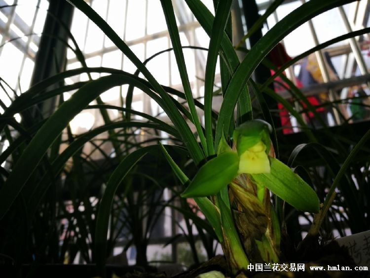 最新魁蘭價格及深度分析