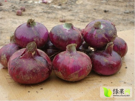 ??洋蔥今日市場(chǎng)最新價(jià)格??