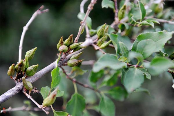 連翹最新價格走勢，機遇中的自信力量與自我成長展望