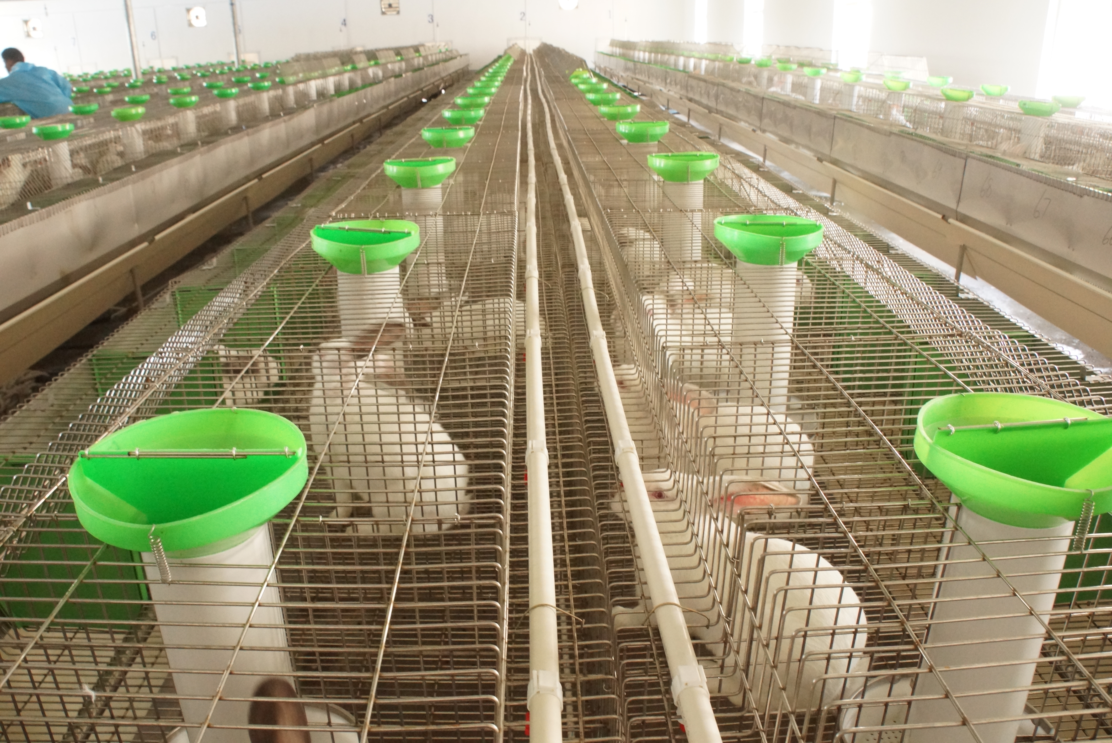 革新養(yǎng)兔行業(yè)的力量之源，最新養(yǎng)兔設備介紹與展示