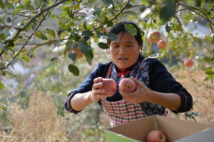 沂源蘋果最新價格，綠色之旅帶來內(nèi)心的平靜