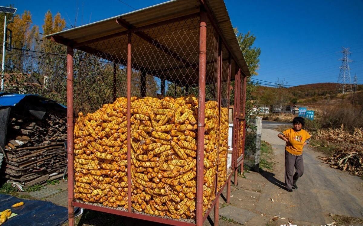 玉米最新動態(tài)，與自然美景的旅行之旅