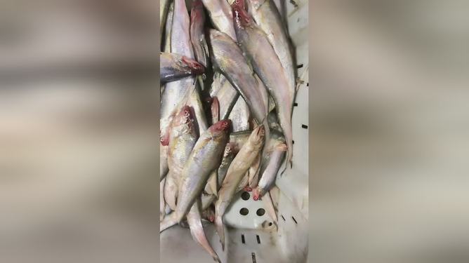 最新魚(yú)視頻，海洋生態(tài)與觀賞魚(yú)文化的精彩交融