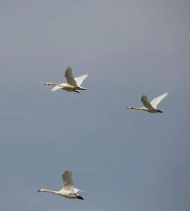 工礦燈具 第71頁