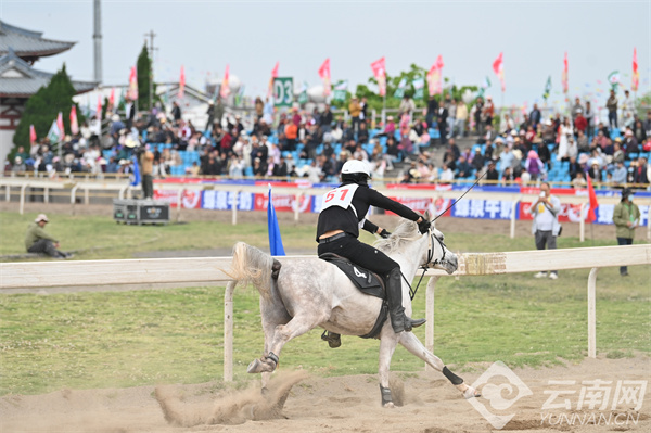 馬王最新動態(tài)，探索馬術世界的新篇章