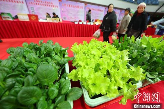 南京最新蔬菜，時代味道與文化脈絡(luò)的融合