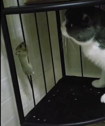 城市隱秘觀察者，灰色老鼠的最新動(dòng)態(tài)觀察