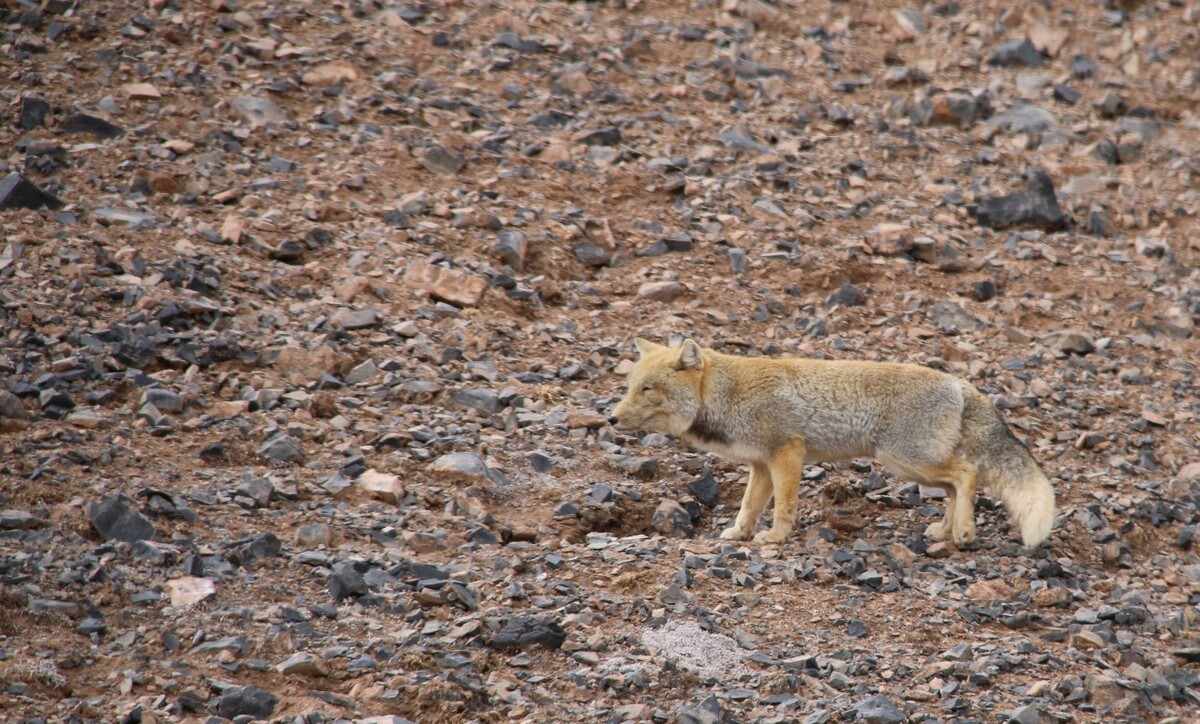 最新野狐，學(xué)習(xí)變化，自信助力夢想實現(xiàn)