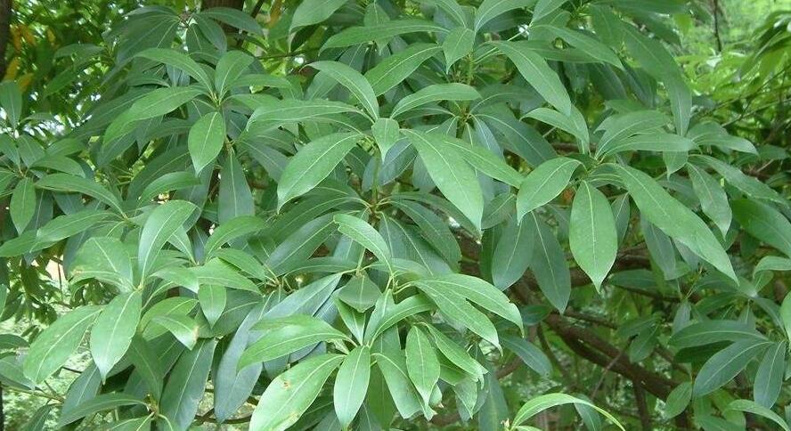 南山楠最新，自然美景的輕松探索之旅