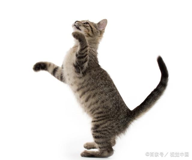 貓咪最新跳轉(zhuǎn)，尋找內(nèi)心平靜的奇妙冒險之旅