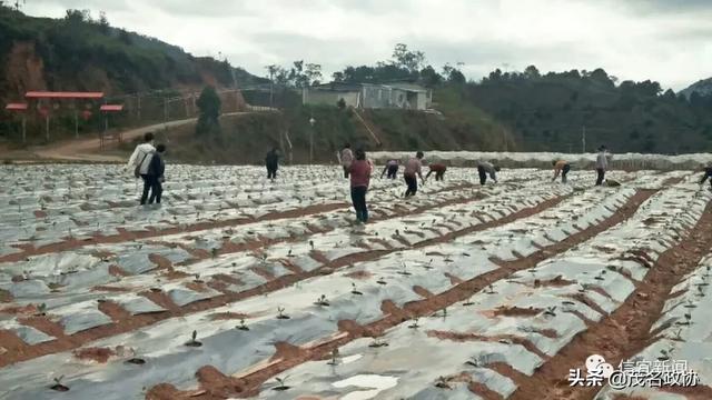 信宜最新肺炎，理解、應(yīng)對(duì)與關(guān)愛