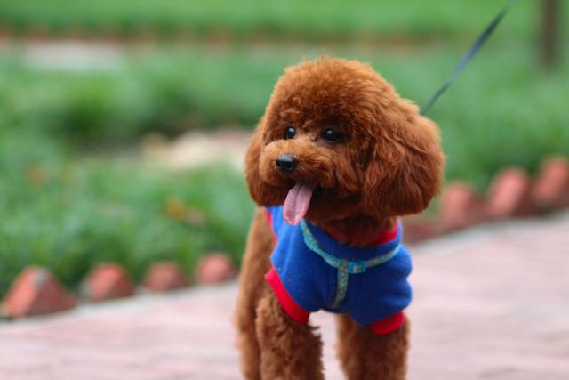 泰迪最新科技新品重塑生活體驗潮流