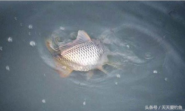 最新逗釣步驟指南，從入門到精通的釣魚技巧分享