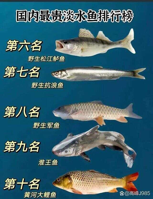 青魚國產(chǎn)最新論述，探索與解析