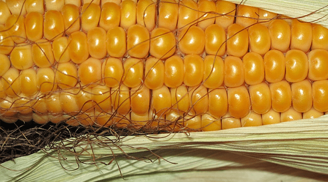 美國玉米出口最新動態(tài)更新