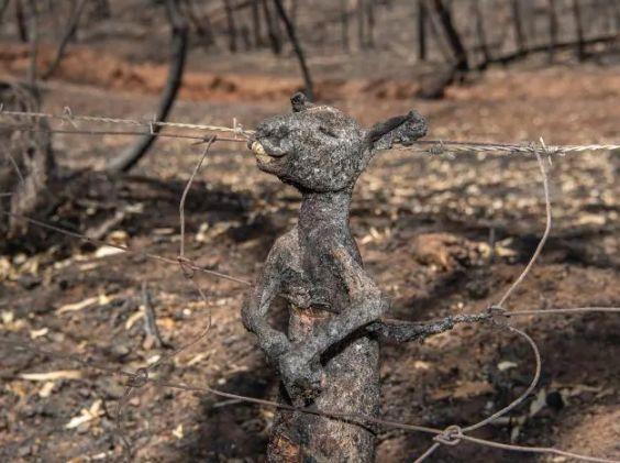 南澳山火最新情況更新，實時動態(tài)與進展