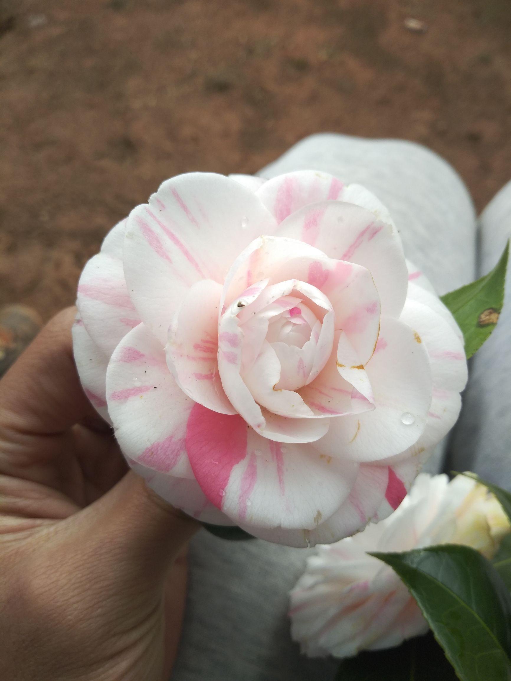 愛5最新劇情，心靈與自然的奇妙之旅