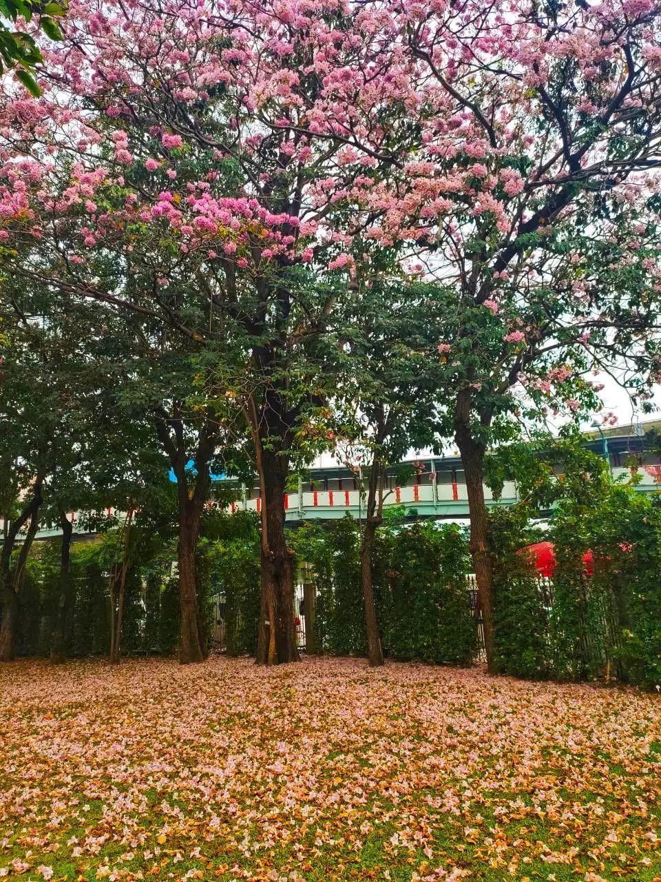 全球最新疫情動(dòng)態(tài)，變化中的學(xué)習(xí)之路與自信成就的力量